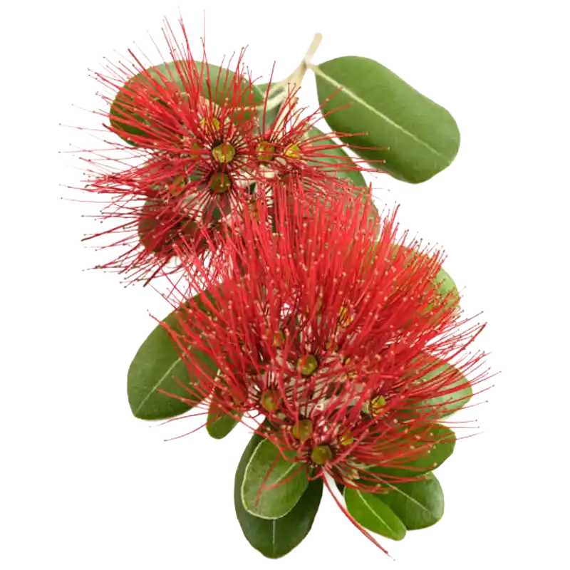 Velvet Bushwillow