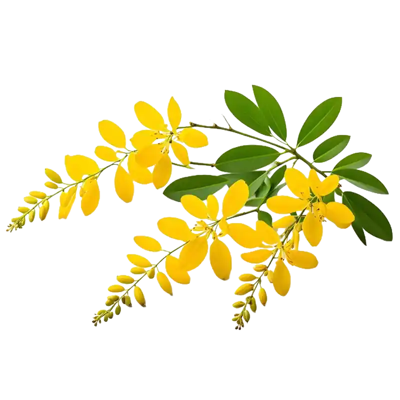Long-tail Cassia