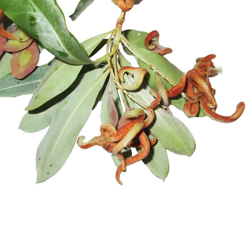 Silver Cluster-leaf