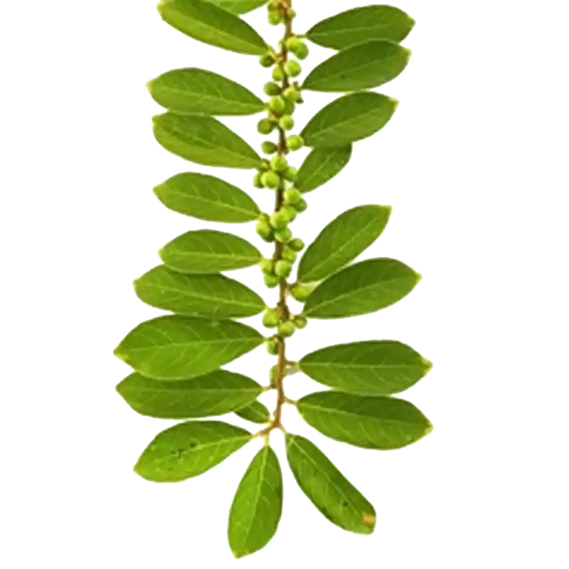 Bridelia (Ira Tree)