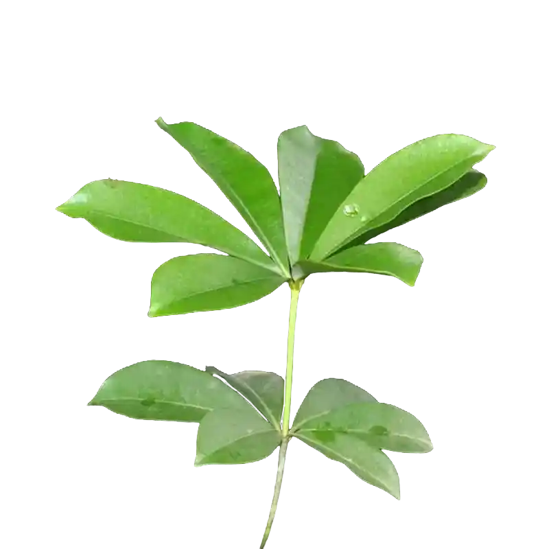 Stool Wood (Alstonia)