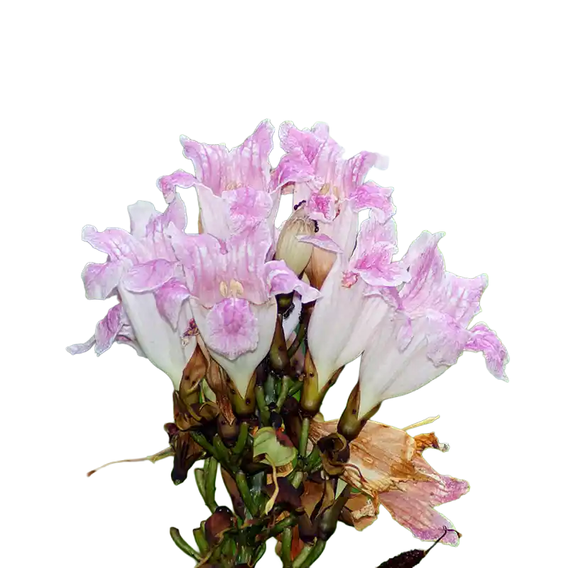 Boundary Tree (Newbouldia)