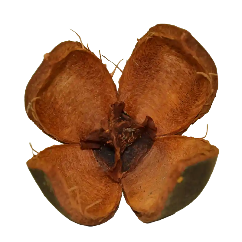 African Mahogany (Khaya)