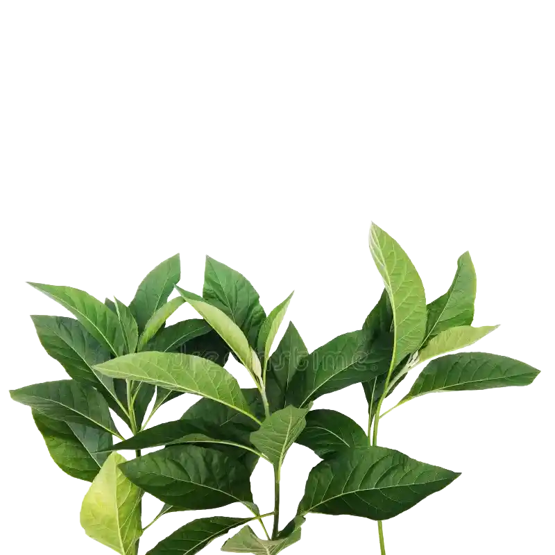 Bitter Leaf (Vernonia)