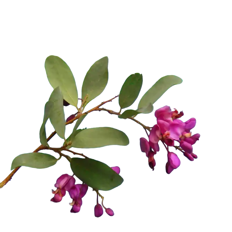 Violet Tree
