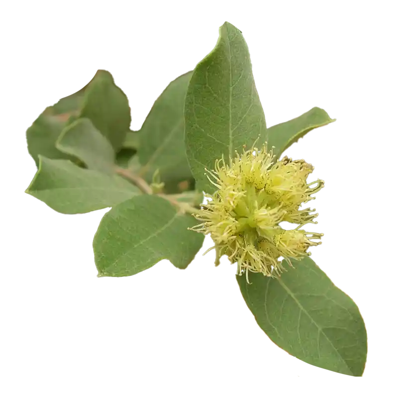 Guiera (Sahel Herb)