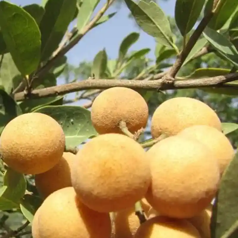 Hanza (Senegal Boscia)