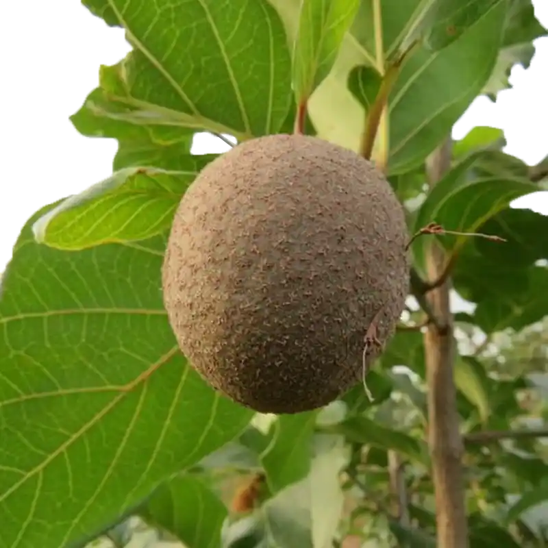 African Peach (Nauclea)