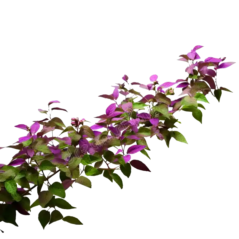 Bitterleaf Tree (Vernonia colorata)