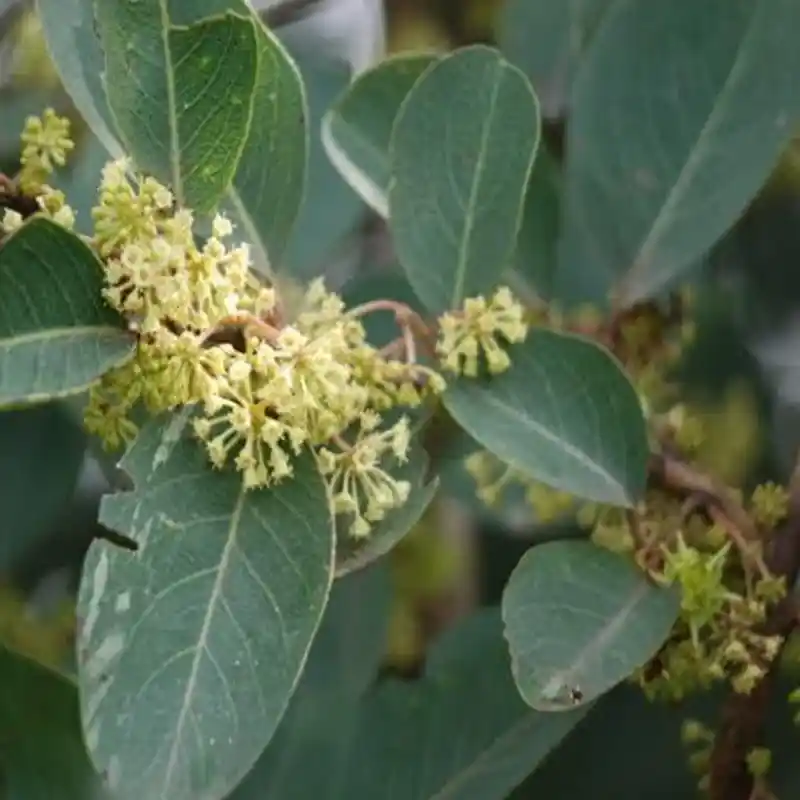 African Birch (Anogeissus)