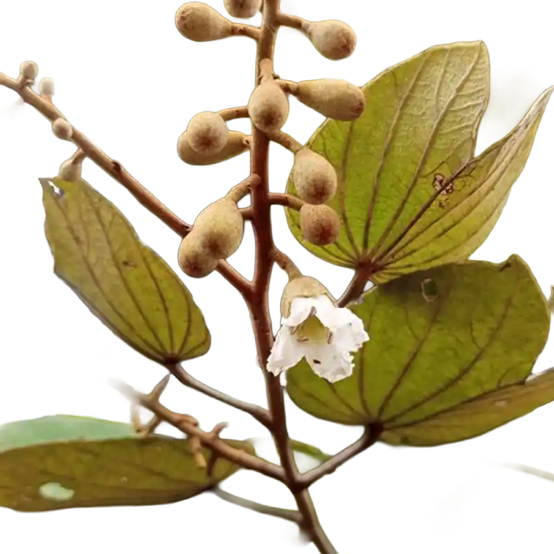Camel's Foot (Piliostigma thonningii)