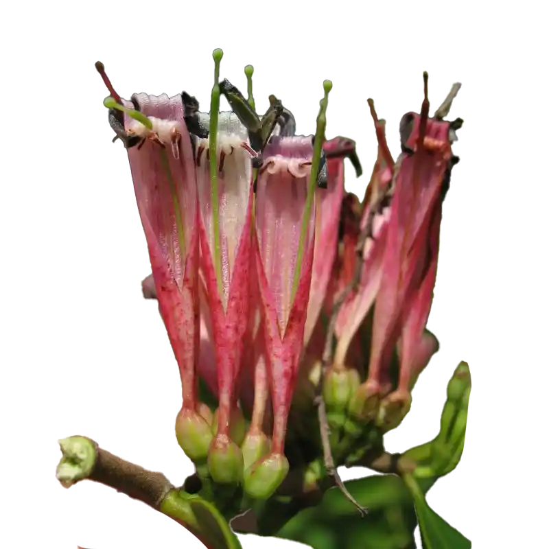 African Mistletoe
