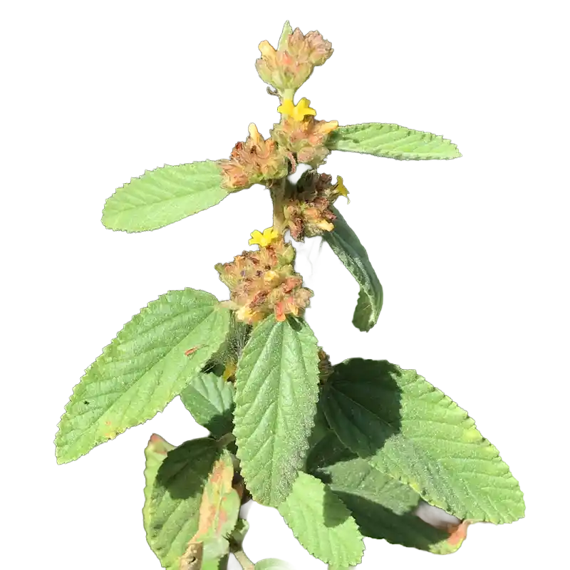 Sleepy Morning (Waltheria)