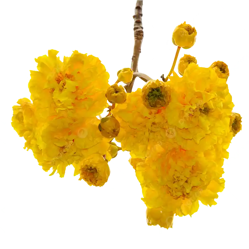 False Cotton (Cochlospermum)