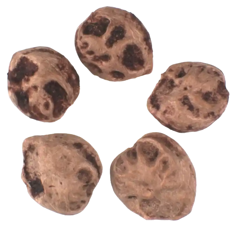 Lannea (Sour Lannea)