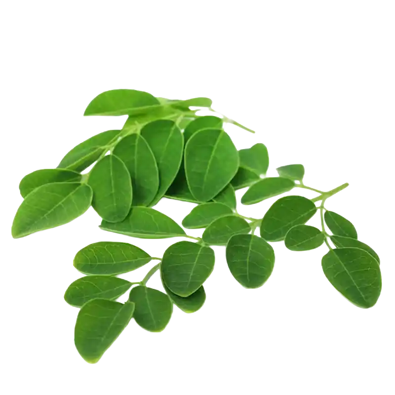 African Moringa (Cabbage-tree Moringa)