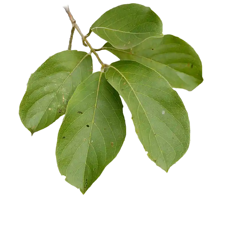 Large-fruited Bushwillow