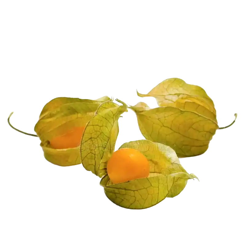 Cutleaf Groundcherry