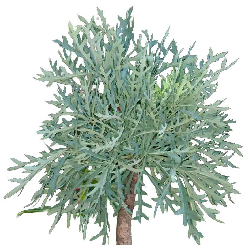 Cabbage Tree (Cussonia)