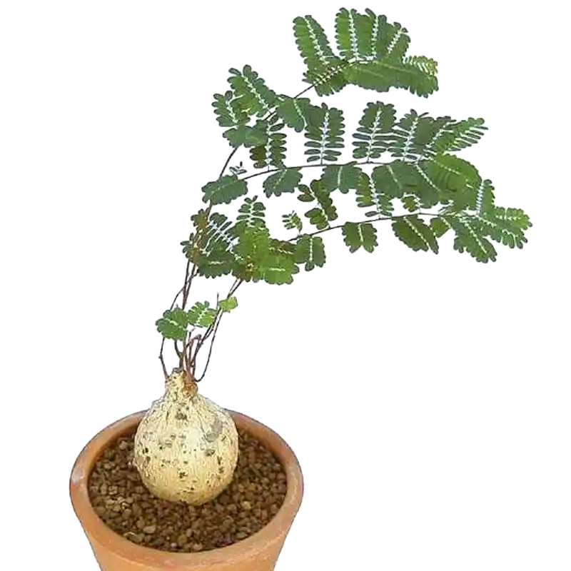 Elephant's Root