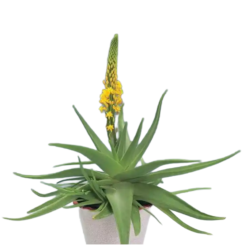 Natal Bulbine (Rooiwortel)