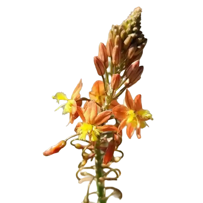 Stalked Bulbine (Burn Jelly Plant)