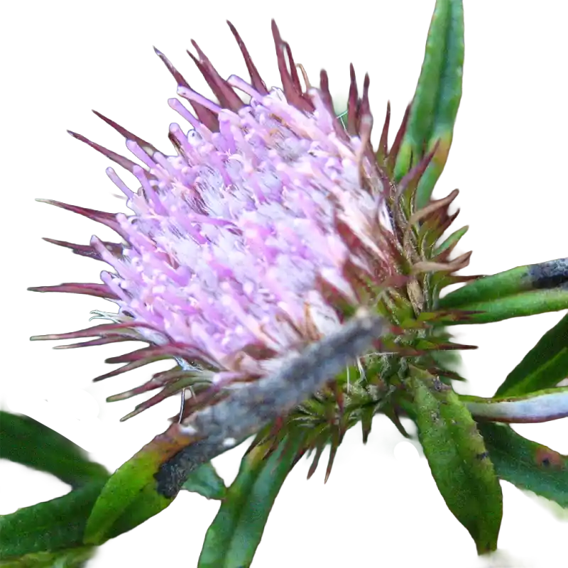 Fever Bush (Dicoma)