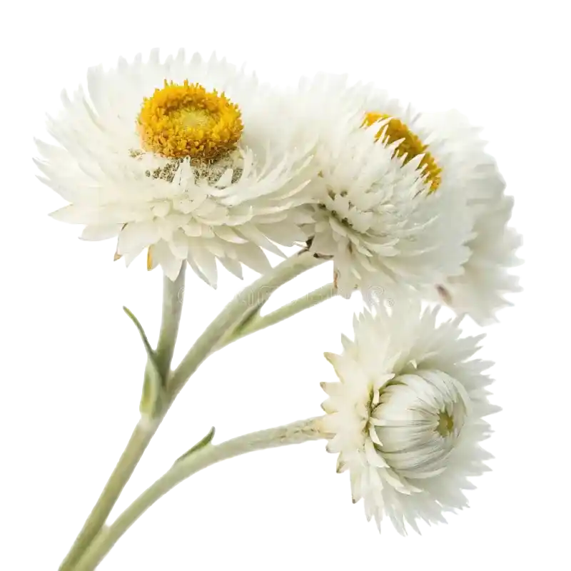 Imphepho (Everlasting)
