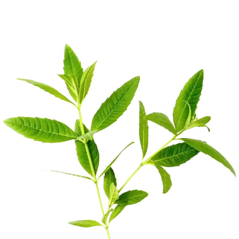 Fever Tea (Lemon Bush)