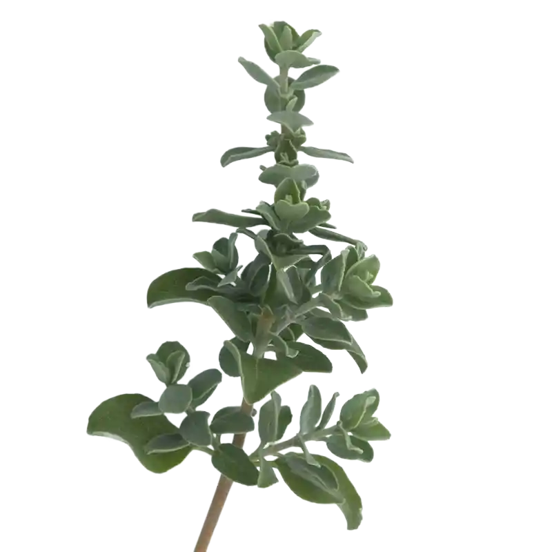 Beach Salvia (Golden Sage)