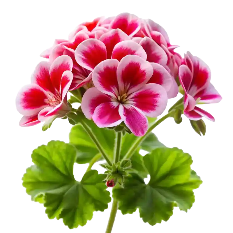 Red Rabas (Kidney-leaf Pelargonium)