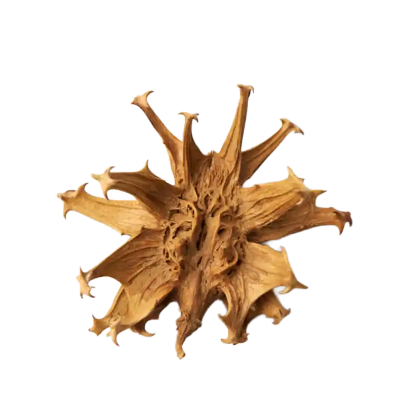 Devil's Claw (Zeyher's)