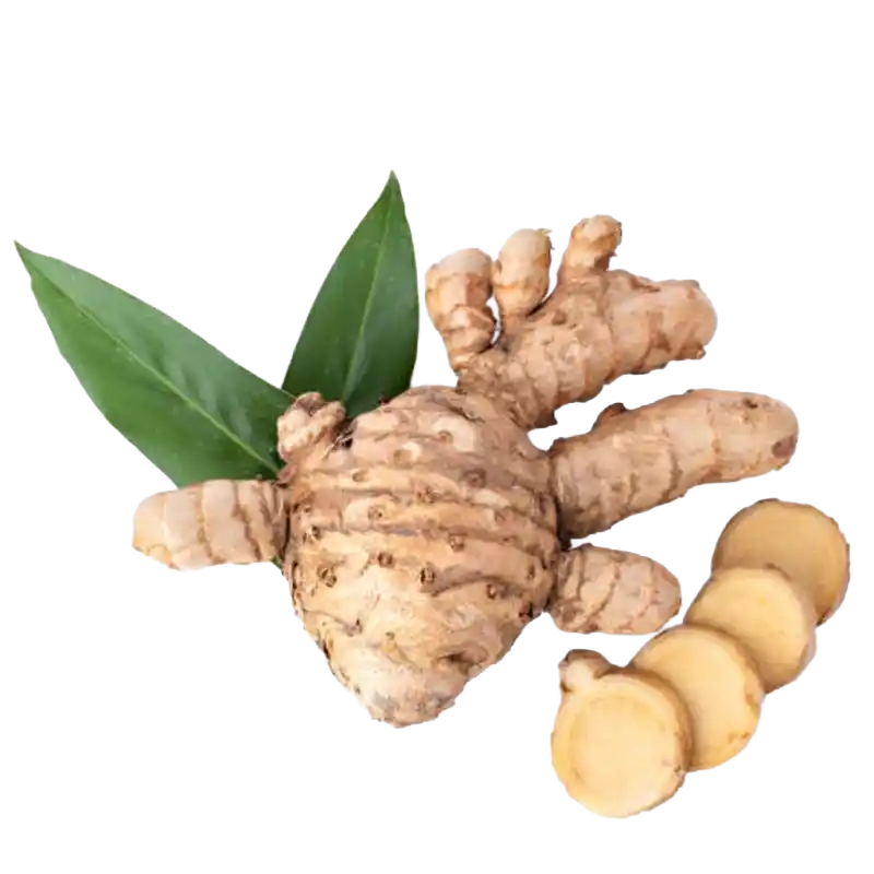 Javanese Turmeric (Temulawak)