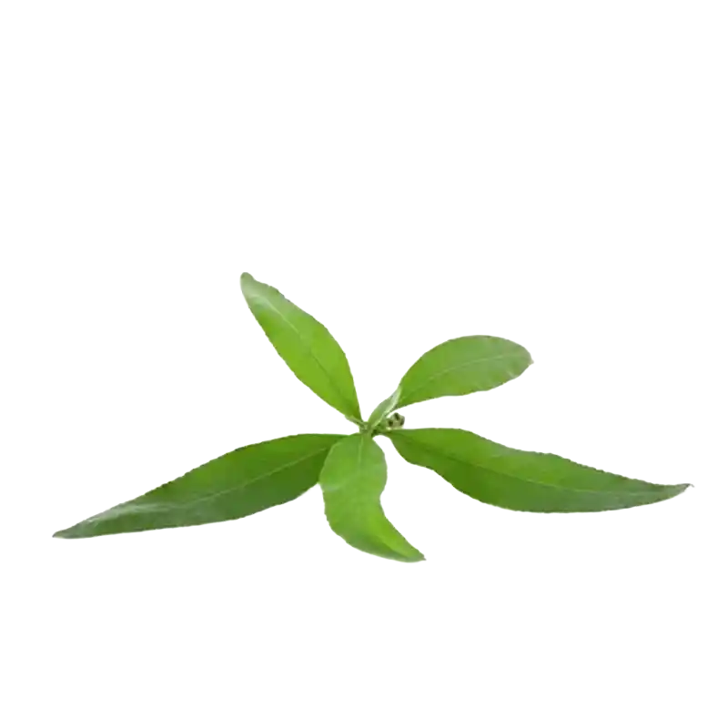 Ngai Camphor (Sambong)