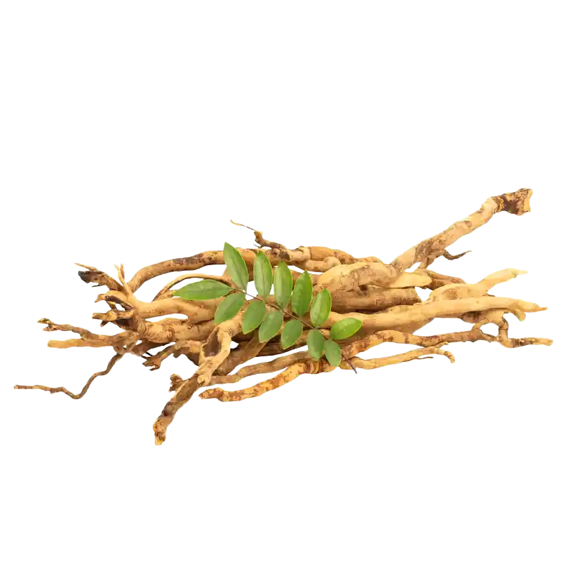 Tongkat Ali (Apiculate Eurycoma)
