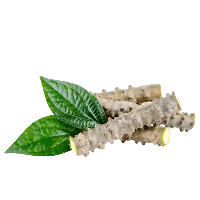 Bitter Vine (Makabuhai)