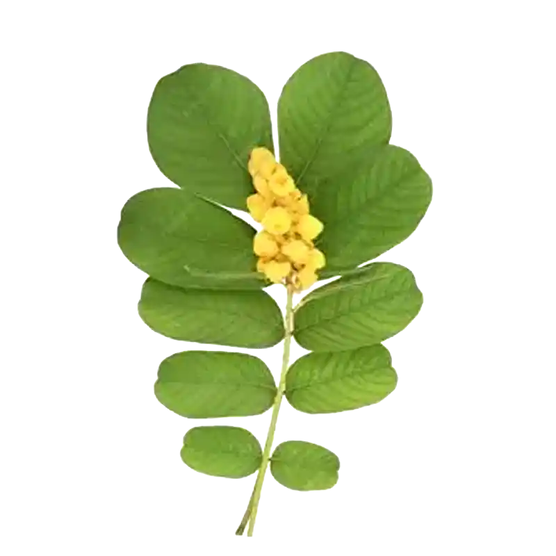 Candle Bush (Ringworm Bush)