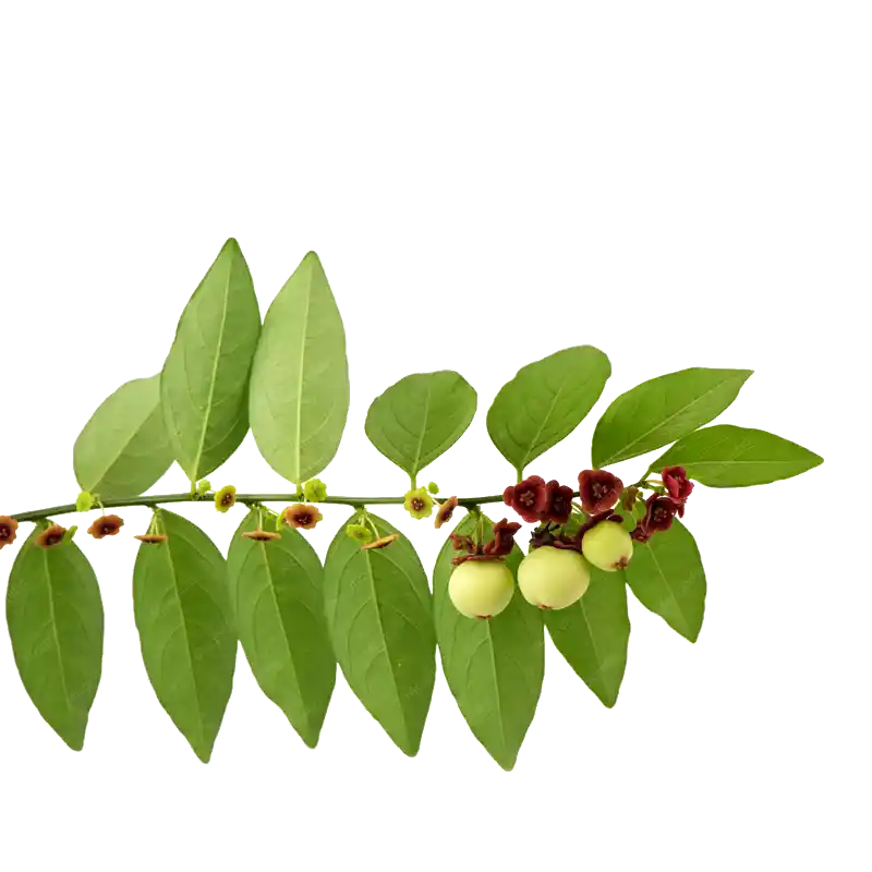 Sweet Leaf (Katuk)