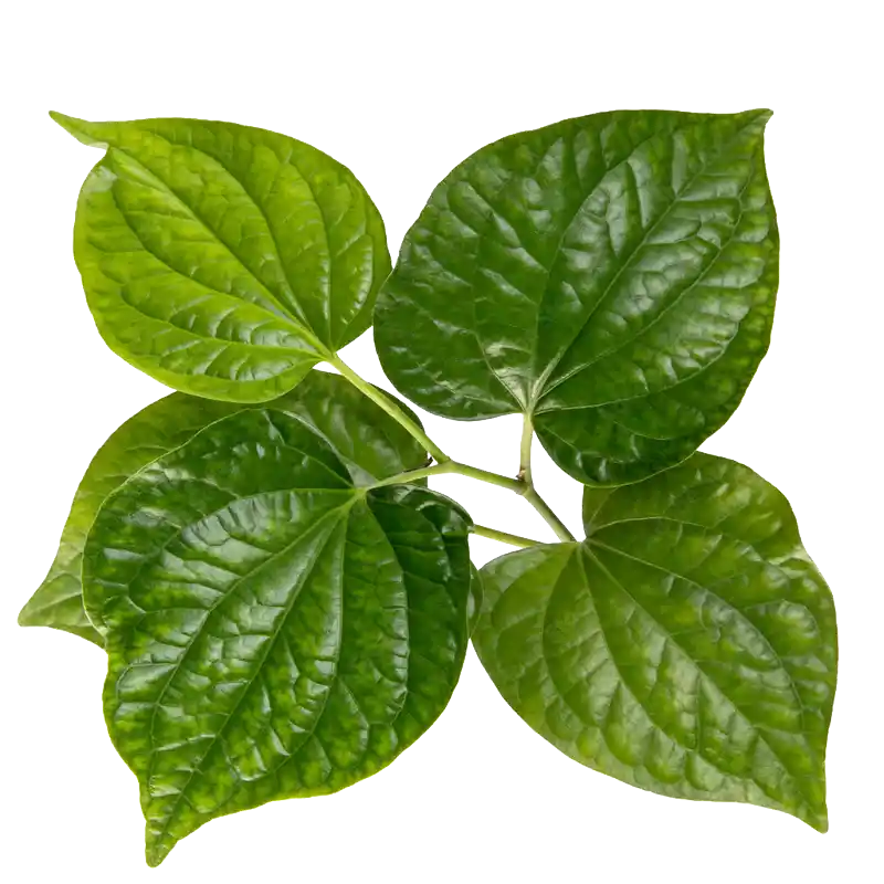 Wild Betel Leaf (Cha Plu)