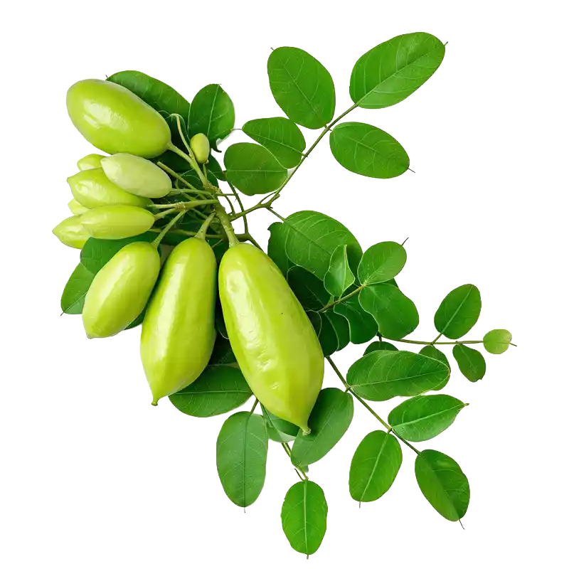 Bilimbi (Cucumber Tree)