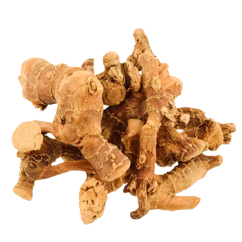 Lesser Galangal