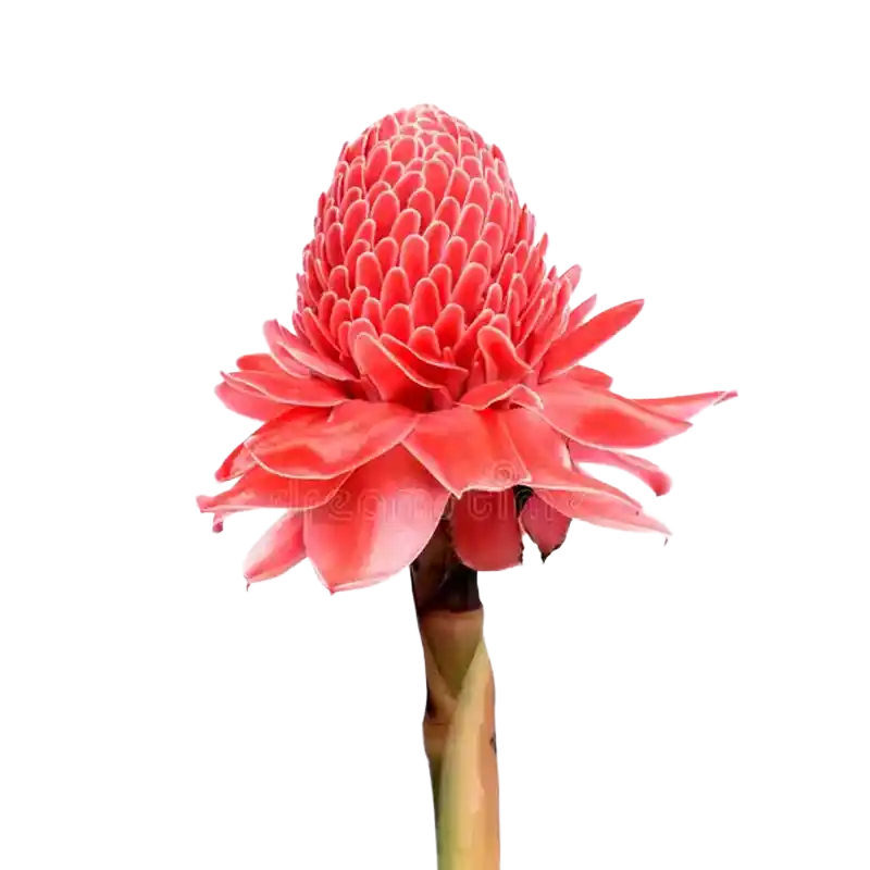 Torch Ginger