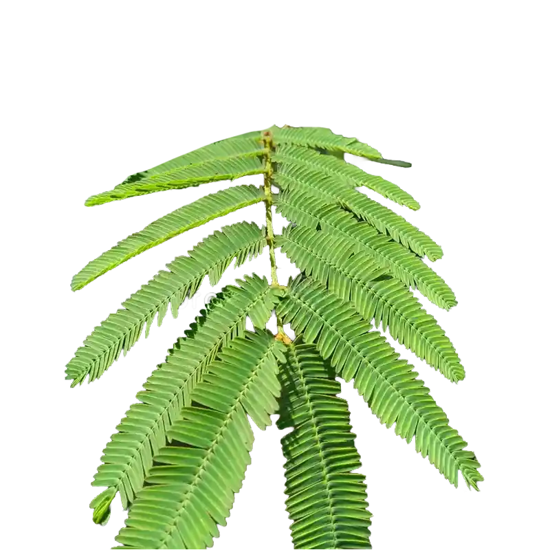 Giant Sensitive Plant