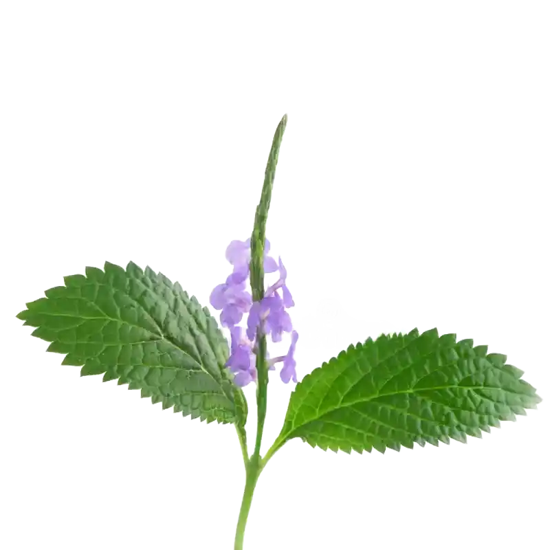 Blue Snakeweed (Porterweed)