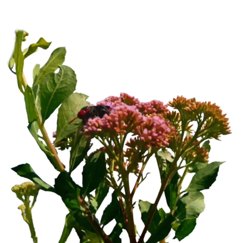 Indian Camphorweed (Beluntas)