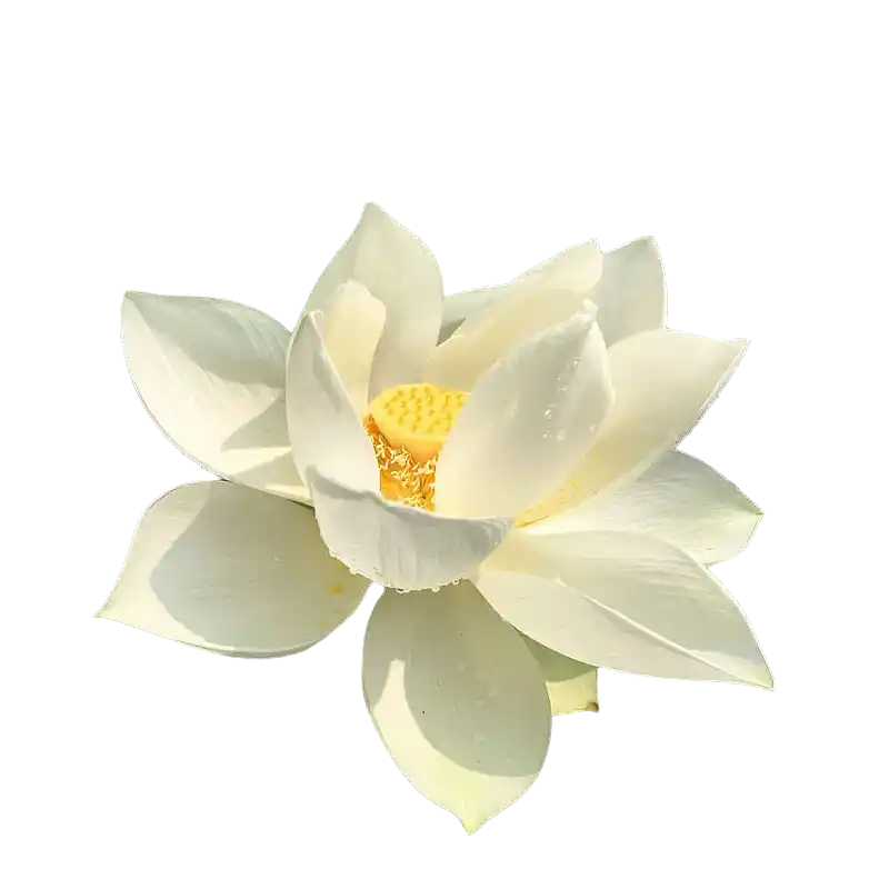 American Lotus