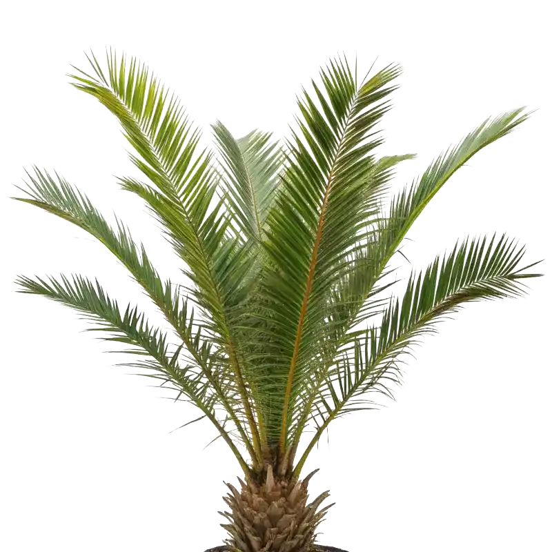 Nipa Palm