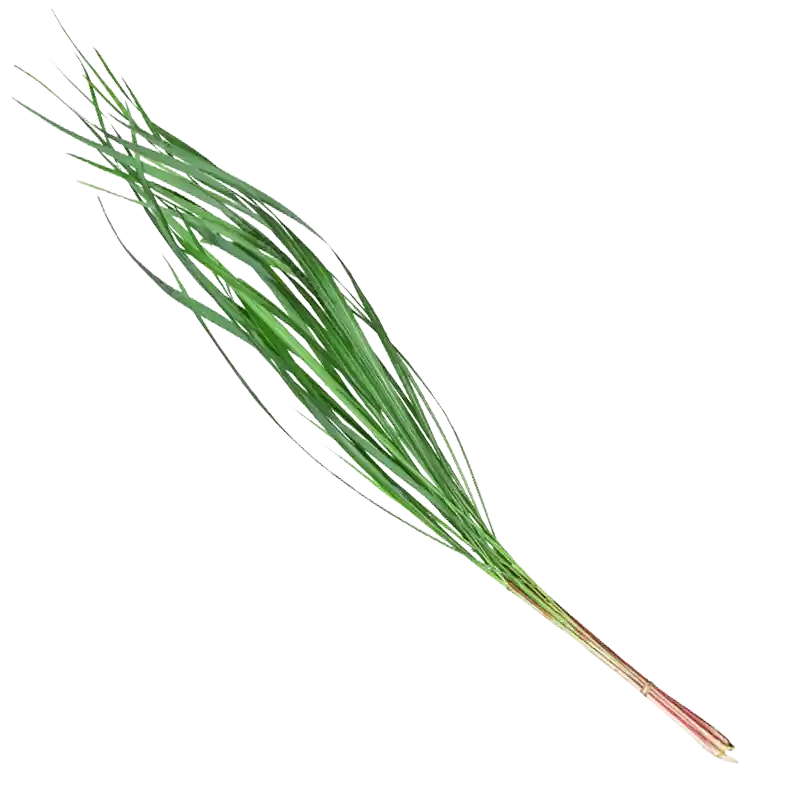 Citronella Grass