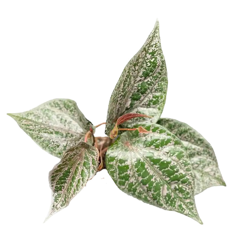 Red Betel (Sirih Merah)