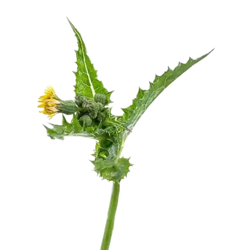 Field Sow Thistle (Tempuyung)